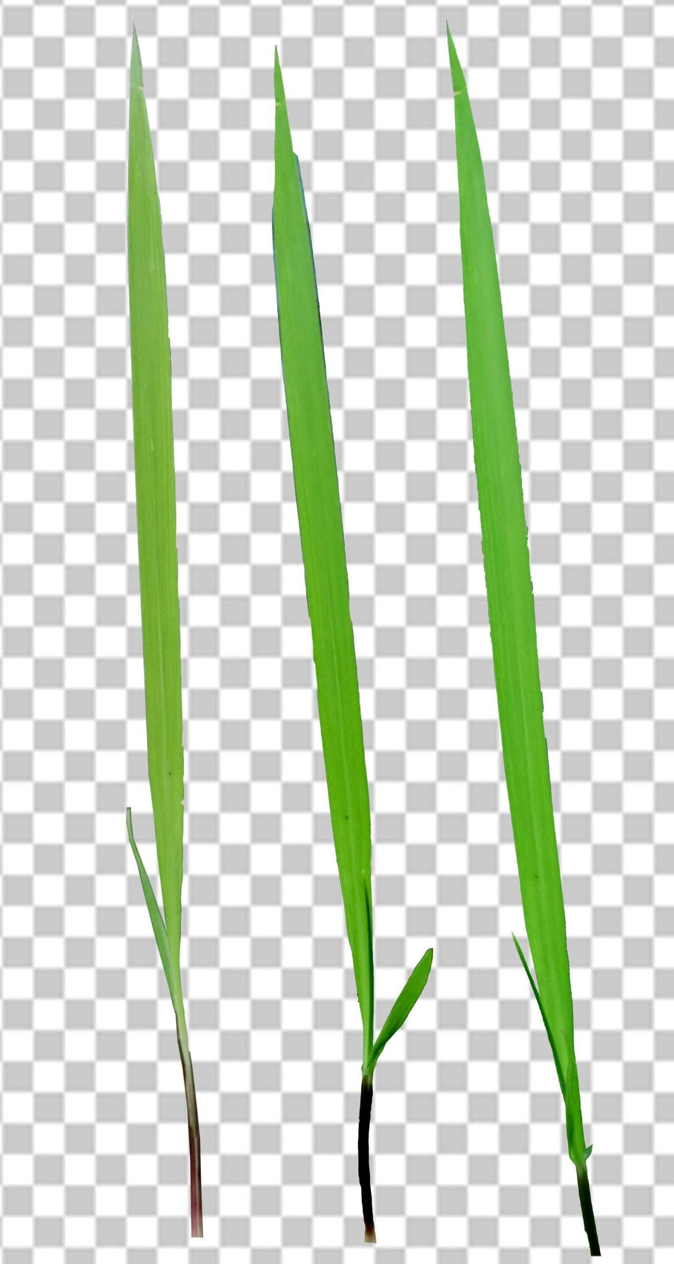 Single Grass Png Transparent Photo Free Download