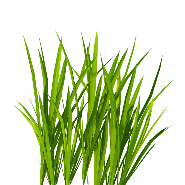 Durva Grass Png Transparent Download Photo Free Download