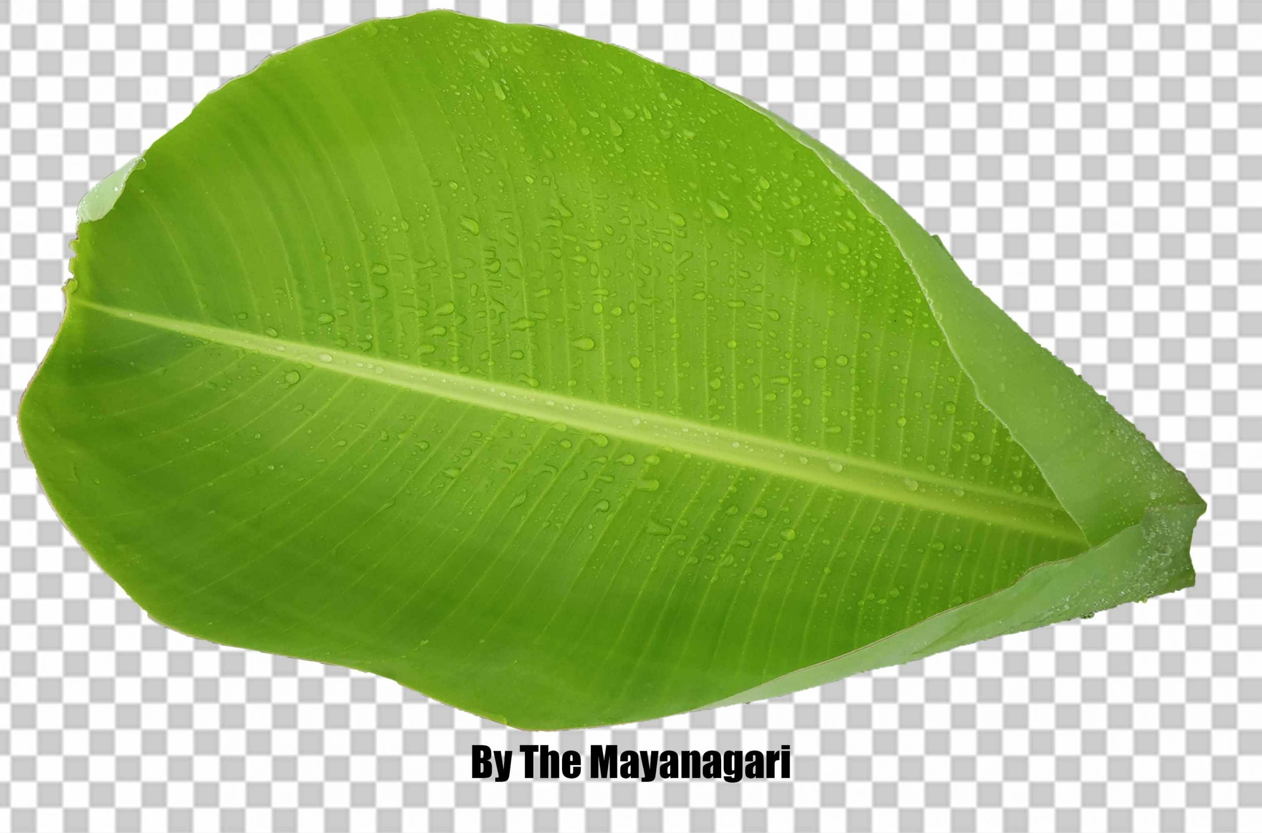 Banana Leaf Png Transparent Image Photo Free Download