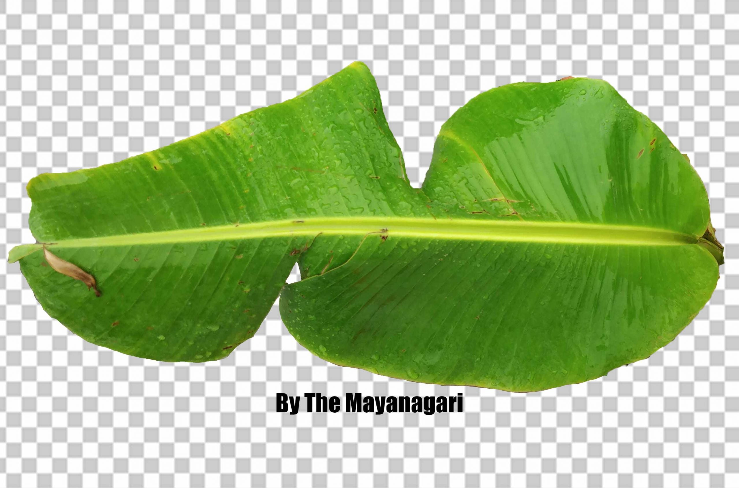 Free Banana Leaf Png Transparent Image Photo Free Download