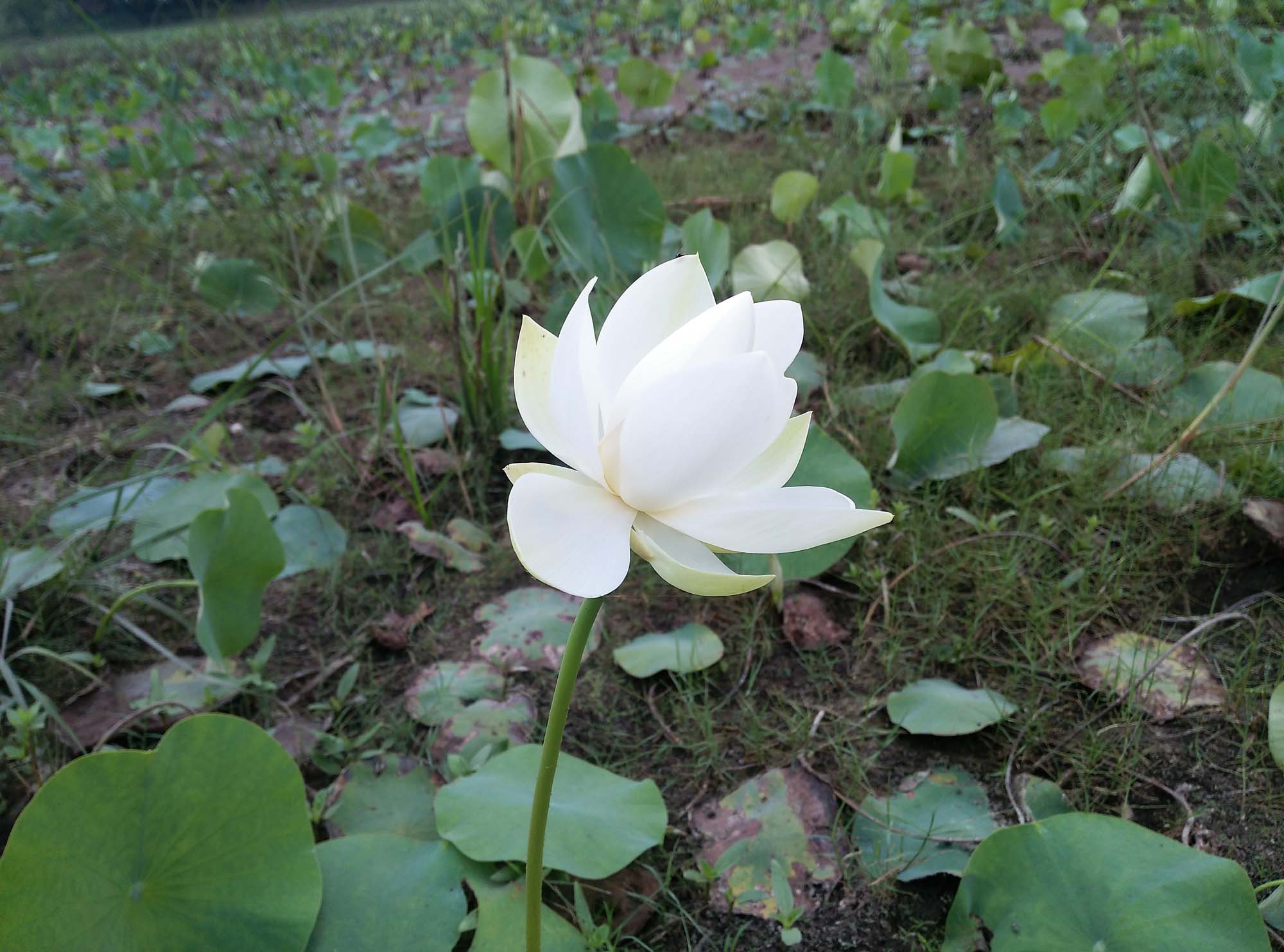 White lotus flower plant Photo Free Download
