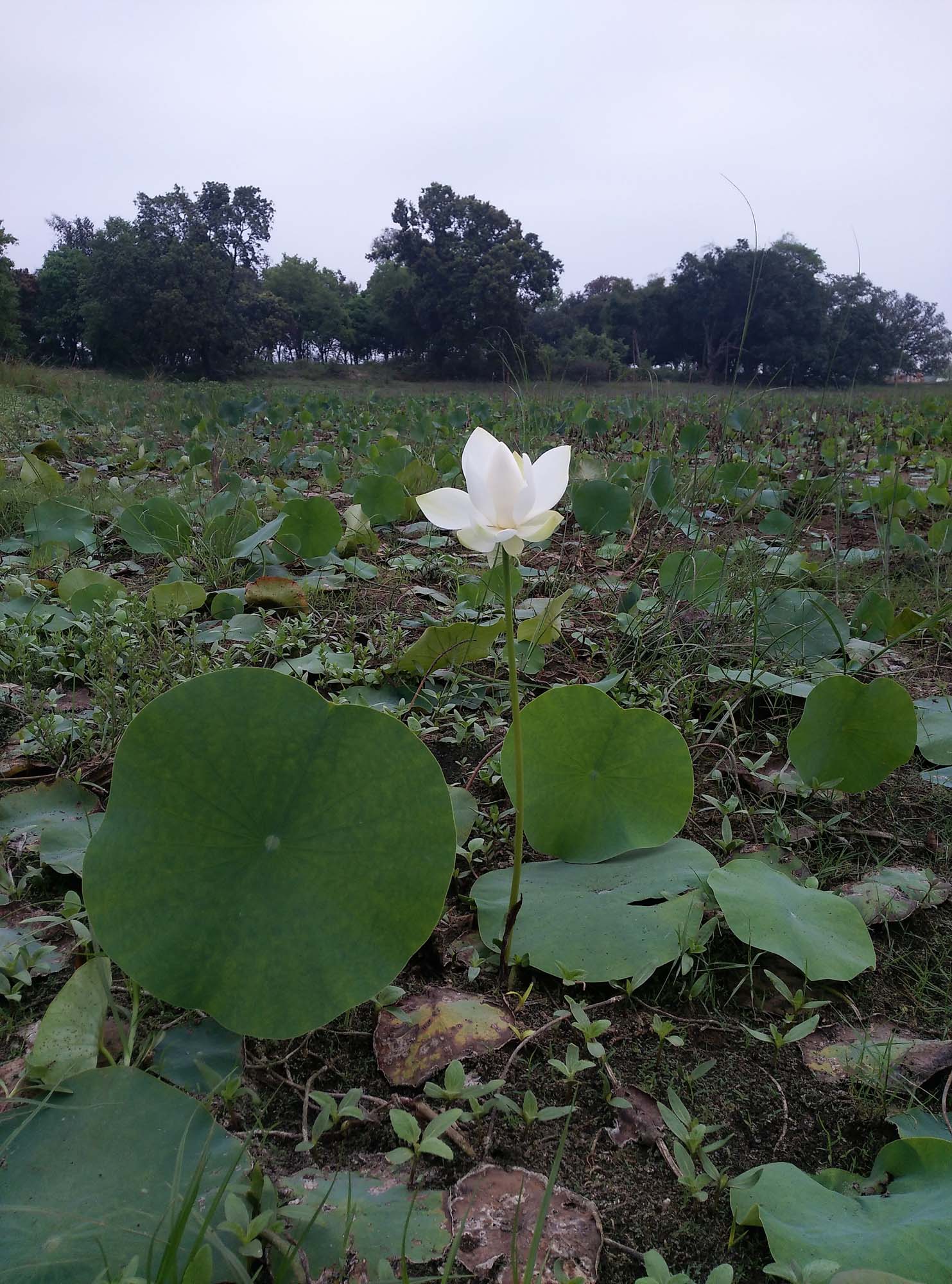 white lotus plant leaf Photo Free Download