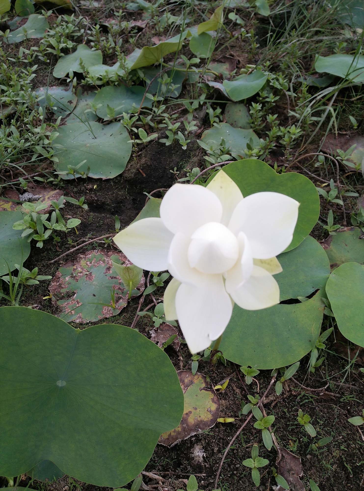 White lotus flower Wallpaper Photo Free Download
