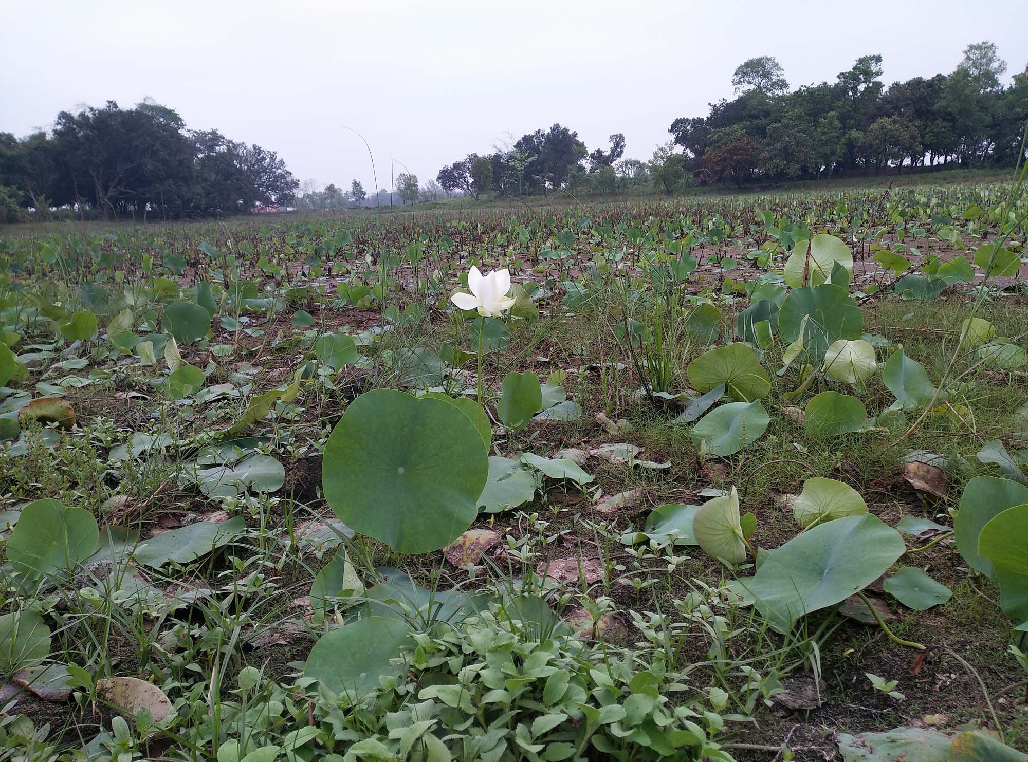 White lotus flower in pond Photo Free Download