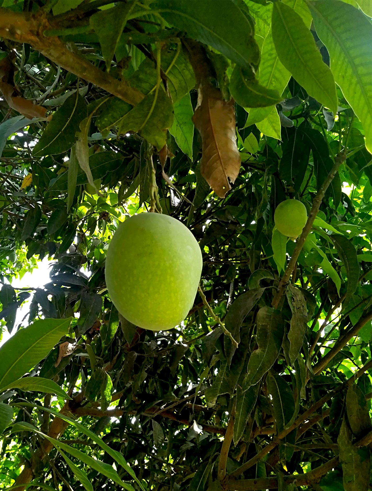 Download Mango With Tree Photo Free Download