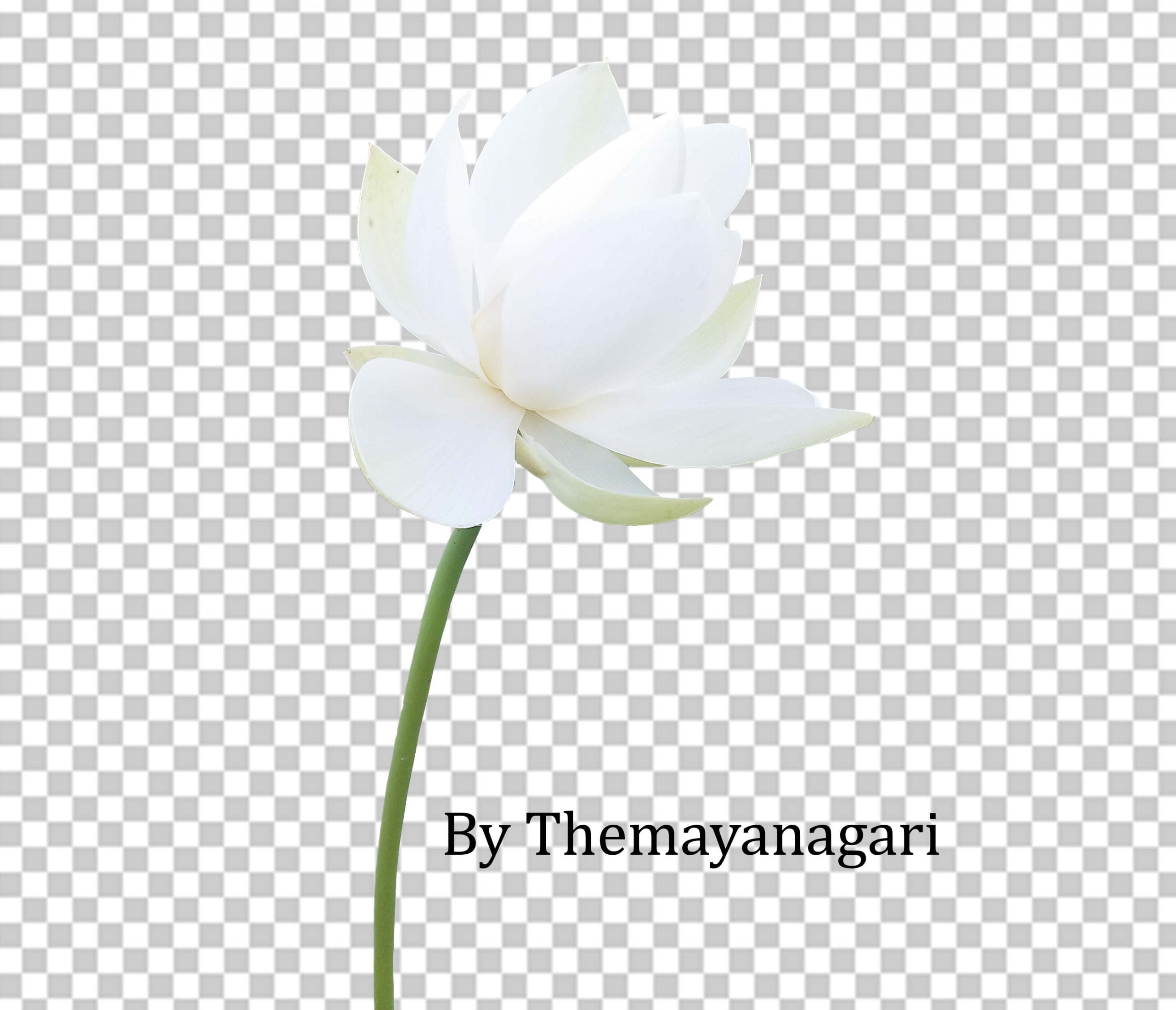 White Lotus Png Transparent Photo Free Download